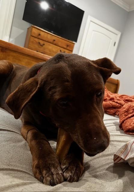 Brownie, Adoptable, Senior Female Labrador Retriever.