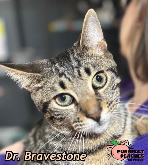 Dr. Bravestone, Adoptable, Young Male Domestic Short Hair.