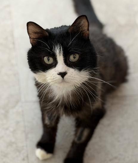 Enlarge Potato, a Adoptable mixed breed in Cumberland, ME image 1/2