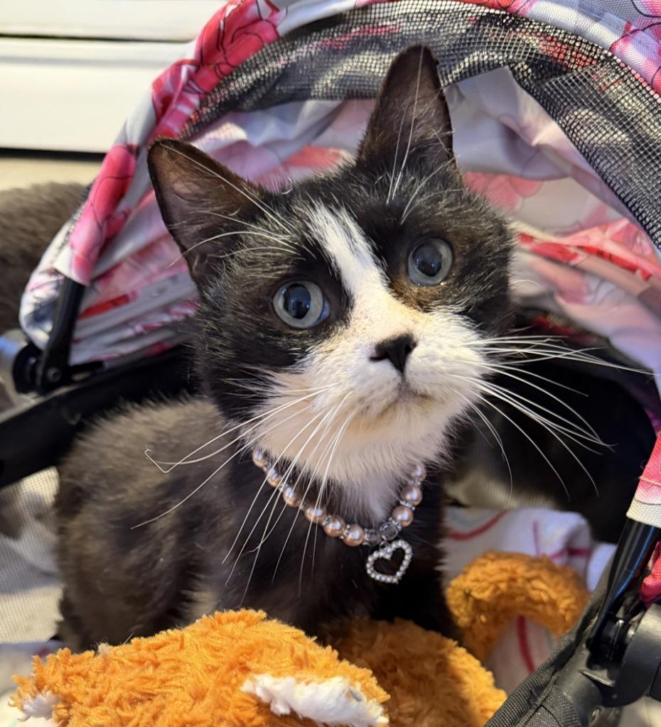 Enlarge Potato, a Adoptable mixed breed in Cumberland, ME image 2/2
