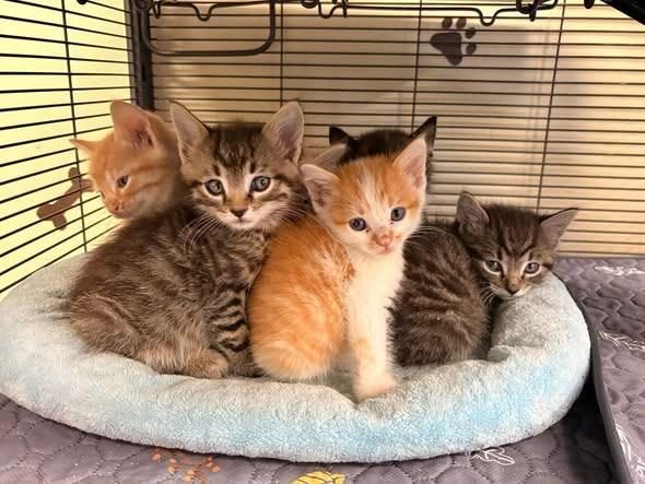Nala, Adoptable, Kitten Male Domestic Short Hair.