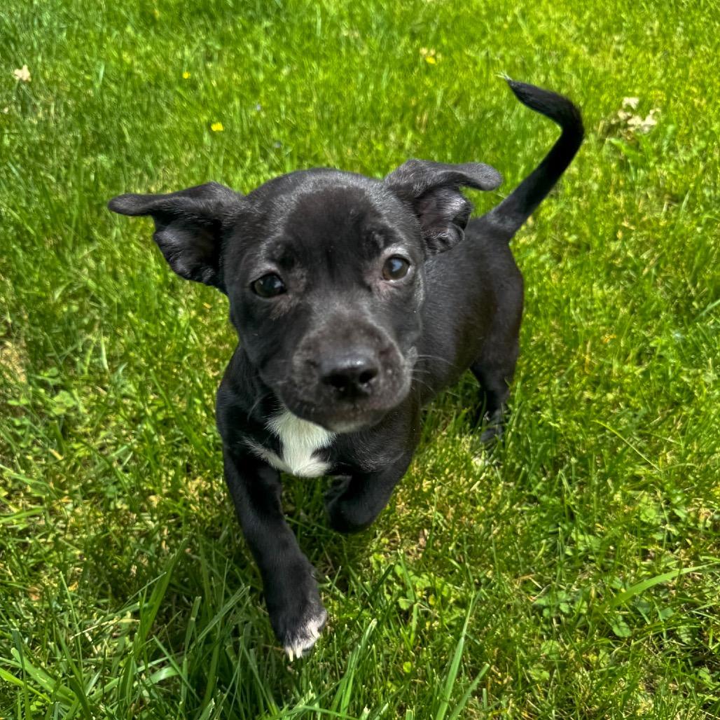 Minnie, Adoptable, Puppy Female Labrador Retriever & Mixed Breed.