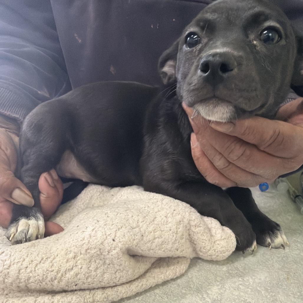 Enlarge Minnie, a Adoptable mixed breed in Valparaiso, IN image 2/3