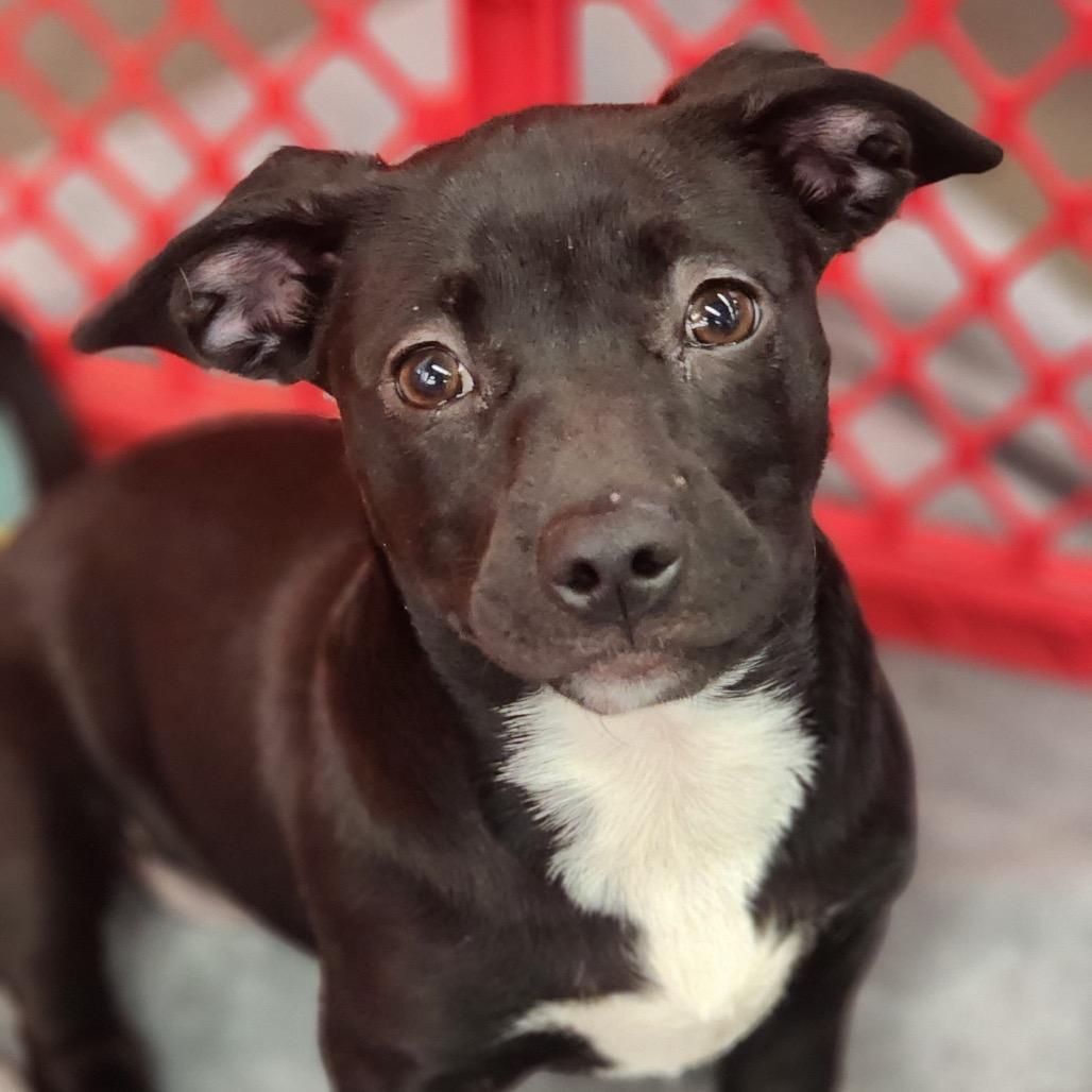 Enlarge Minnie, a Adoptable mixed breed in Valparaiso, IN image 3/3