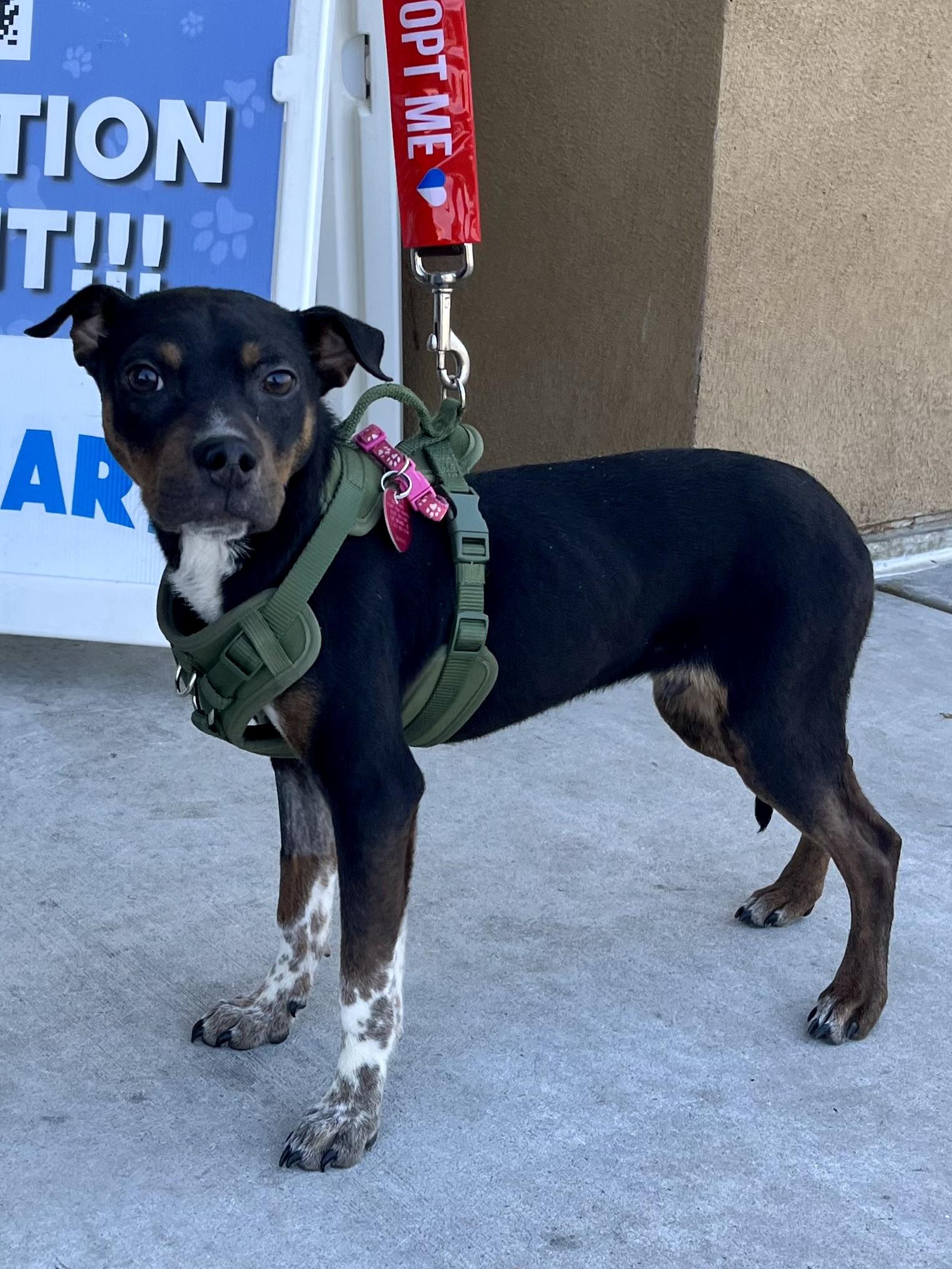 Enlarge Toby PB, a ADOPTABLE mixed breed in Schertz, TX image 1/2