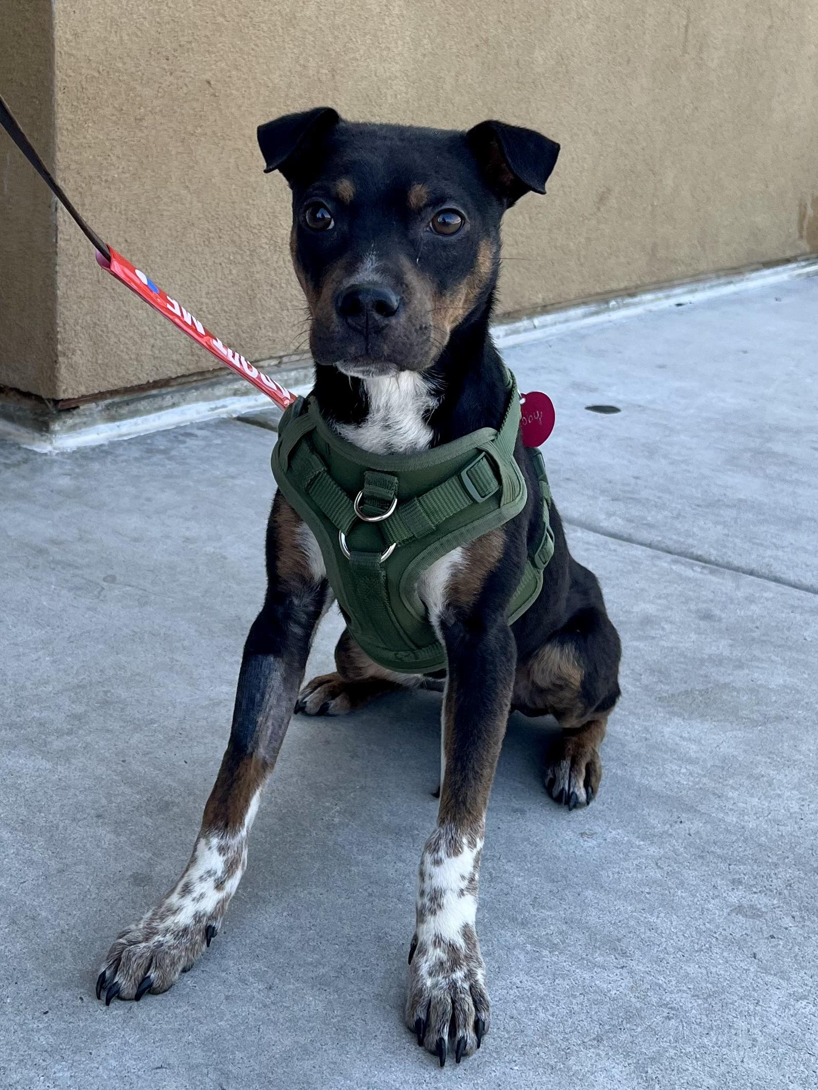 Enlarge Toby PB, a ADOPTABLE mixed breed in Schertz, TX image 2/2