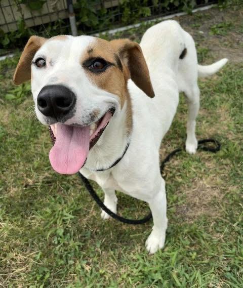 Enlarge Scrappy, a Adoptable mixed breed in Estes Park, CO image 1/1
