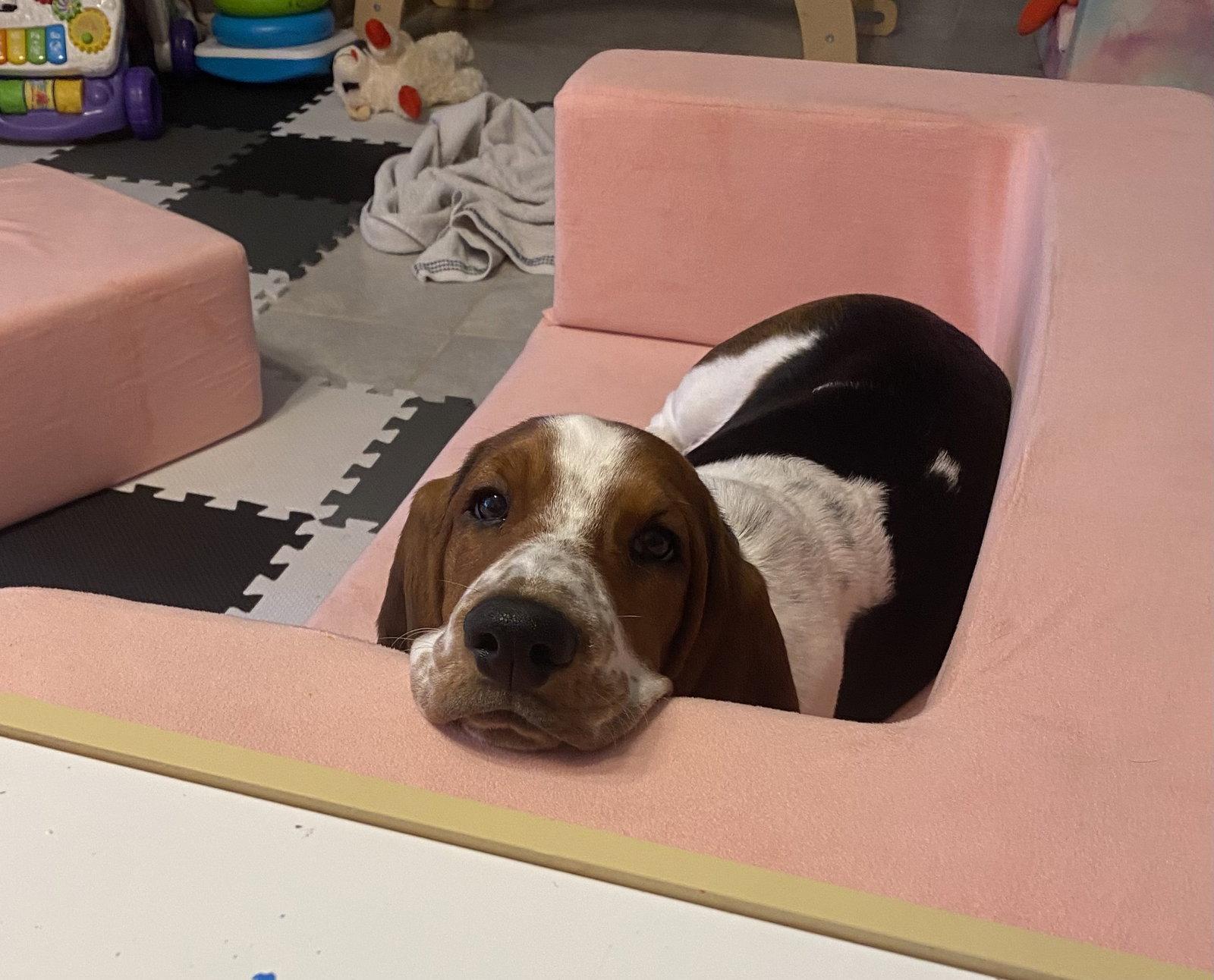 Hurley, Adopted, Young Male Basset Hound.