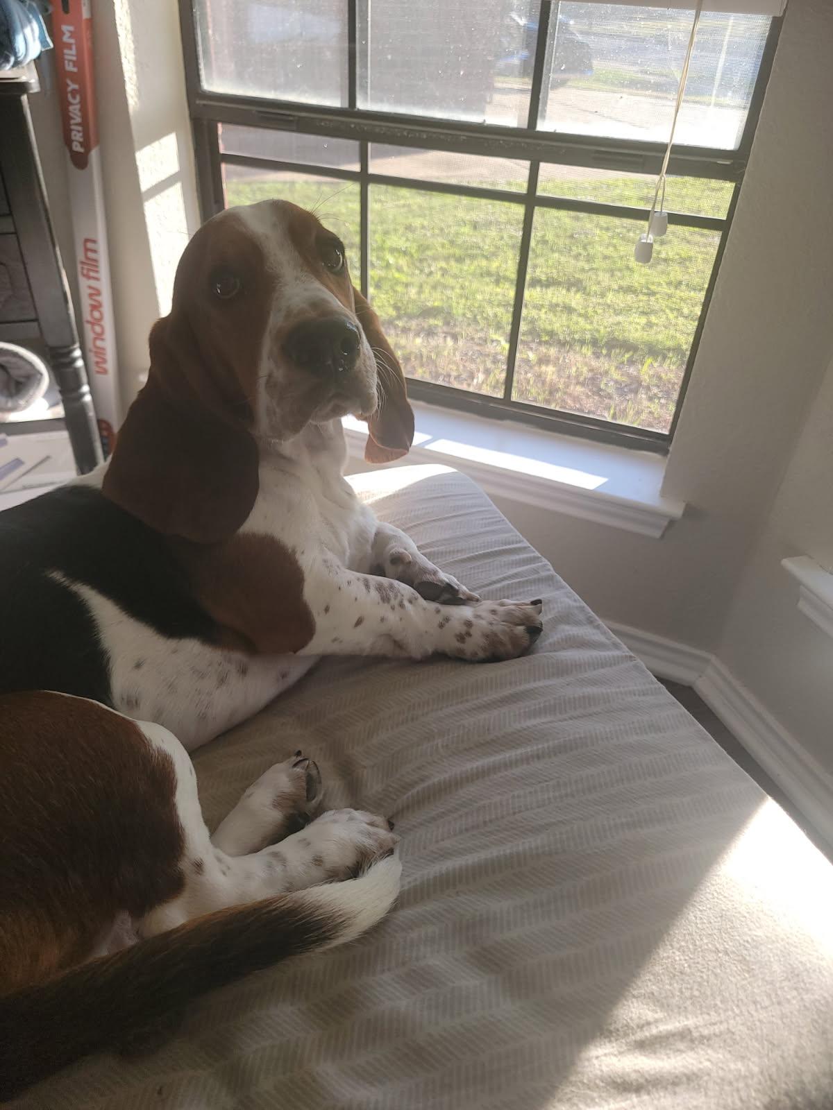 Enlarge Hurley, a Adopted Basset Hound in Grapevine, TX image 3/3