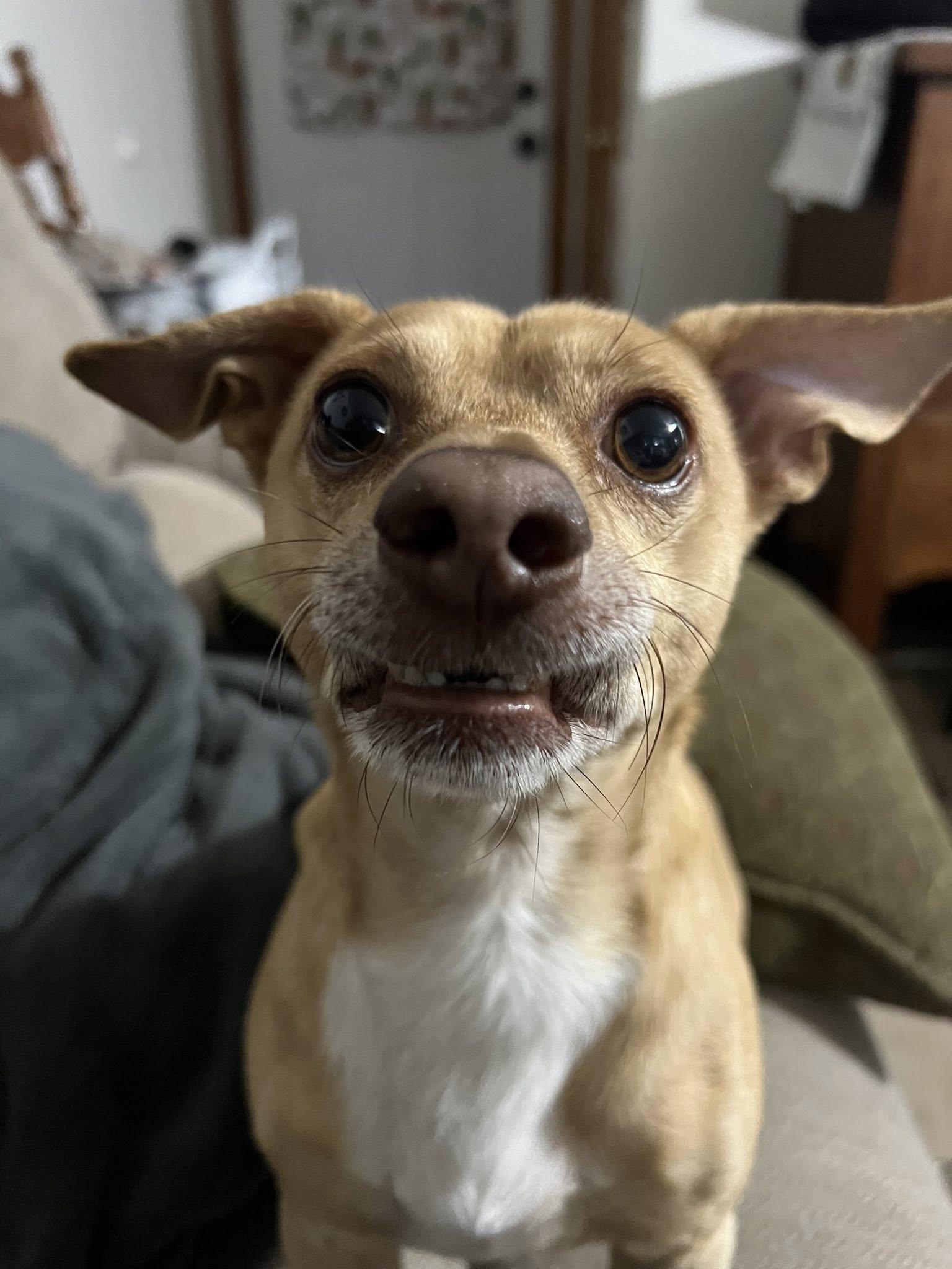 Oliver, a Adopted mixed breed in Linwood, MI image 1/4