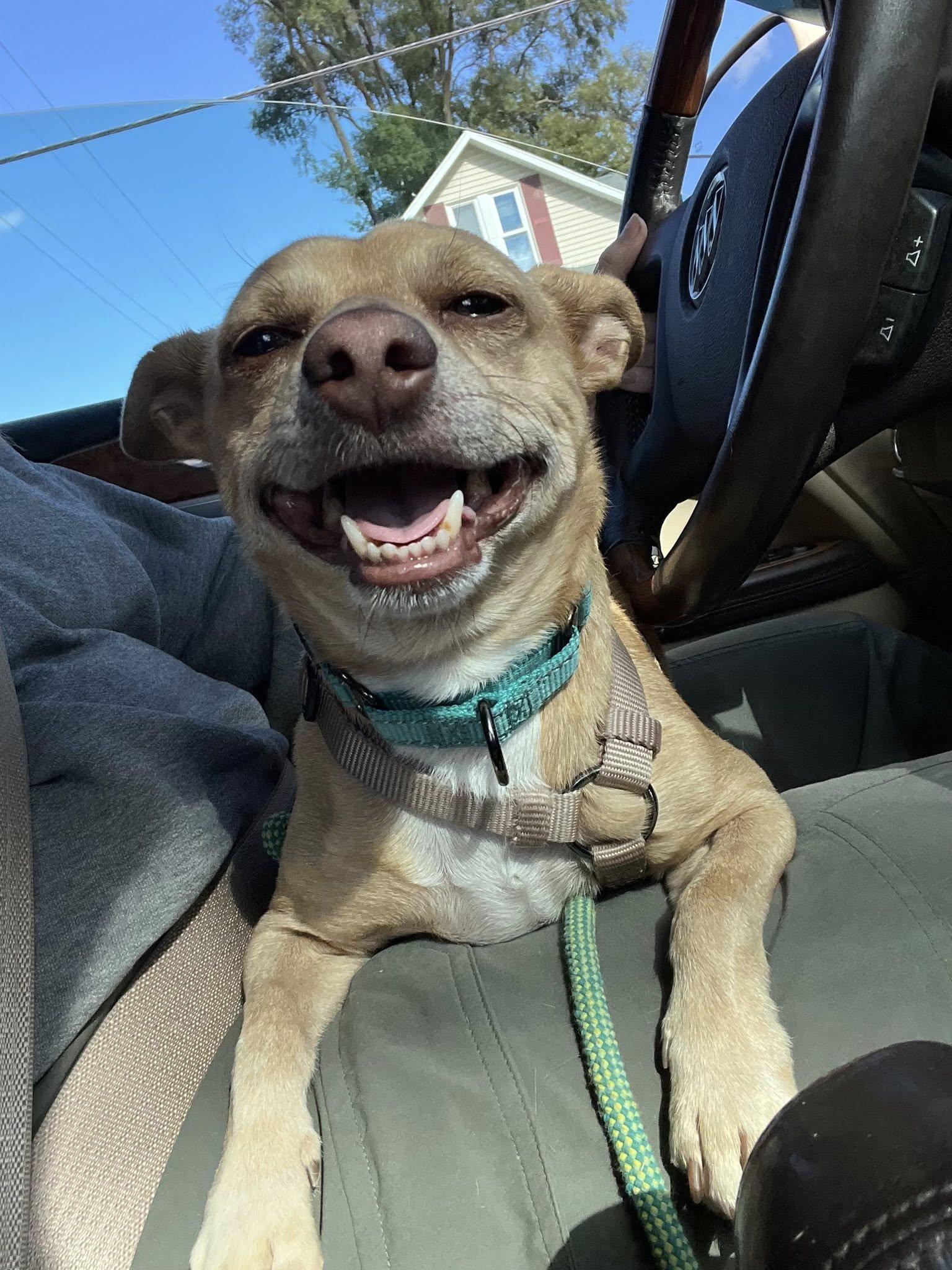 Oliver, a Adopted mixed breed in Linwood, MI image 2/4