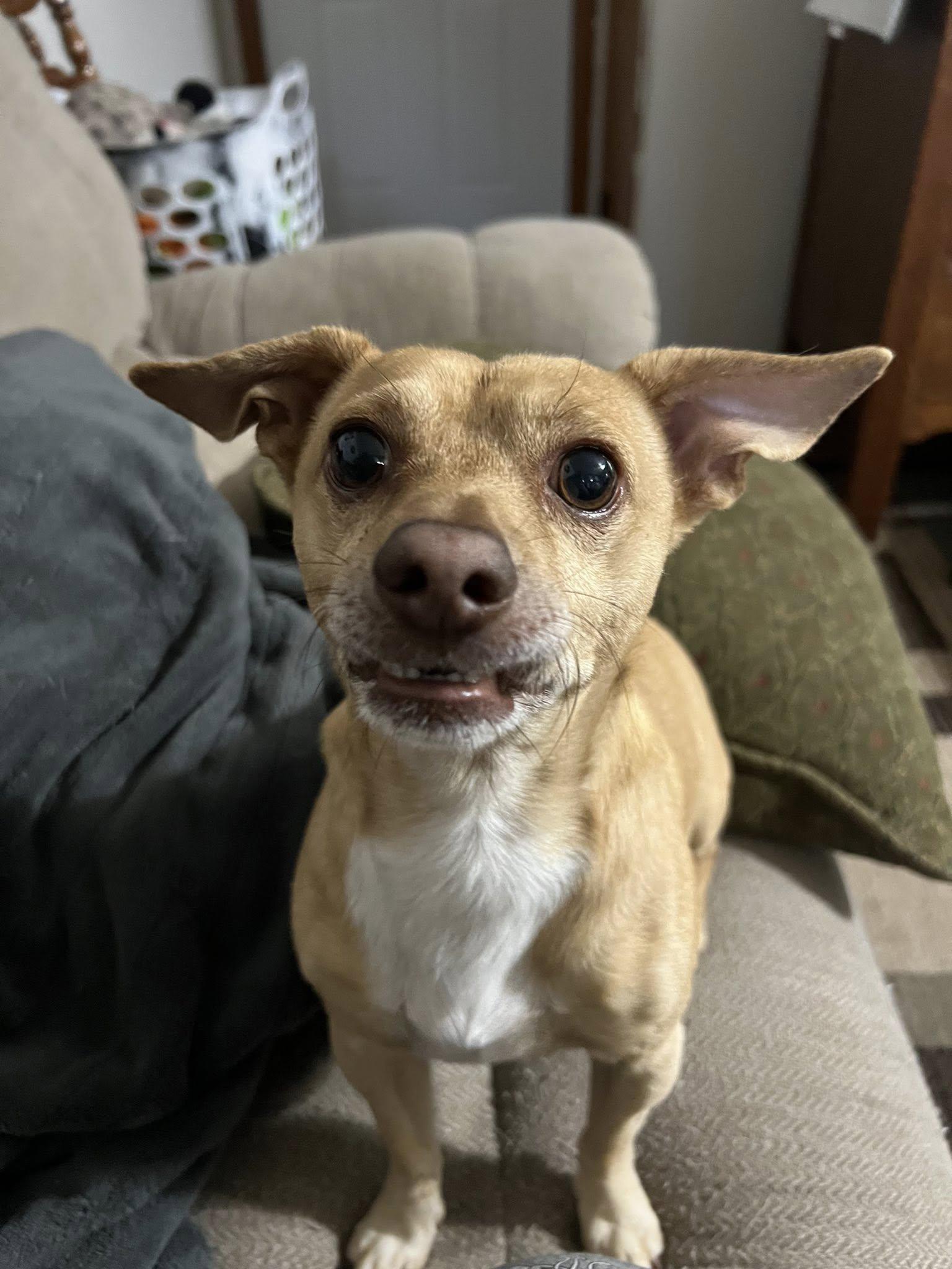 Oliver, a Adopted mixed breed in Linwood, MI image 3/4