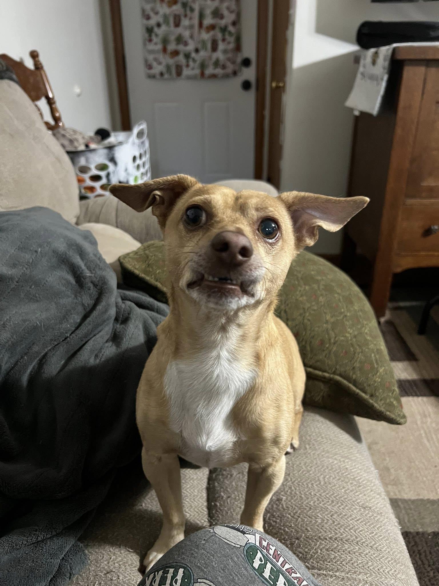 Oliver, a Adopted mixed breed in Linwood, MI image 4/4