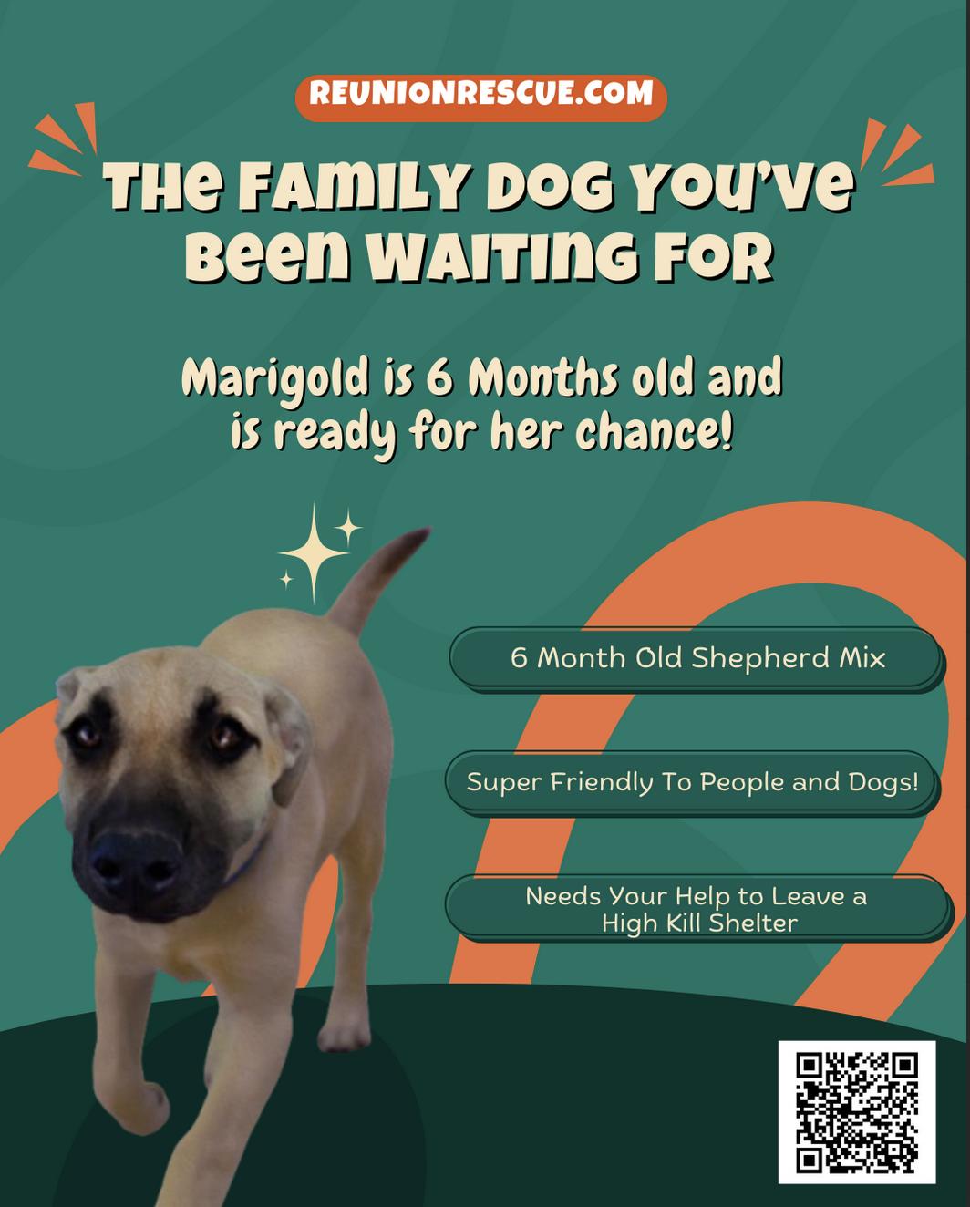 Enlarge Marigold, a Adoptable Australian Kelpie in San Francisco, CA image 1/5