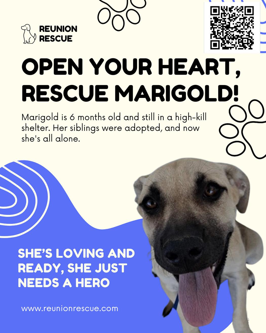 Enlarge Marigold, a Adoptable Australian Kelpie in San Francisco, CA image 2/5