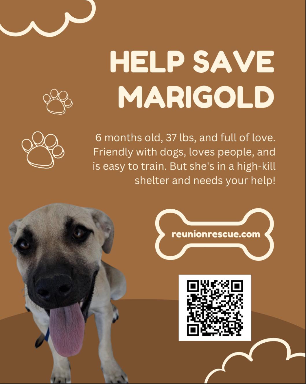 Enlarge Marigold, a Adoptable Australian Kelpie in San Francisco, CA image 3/5