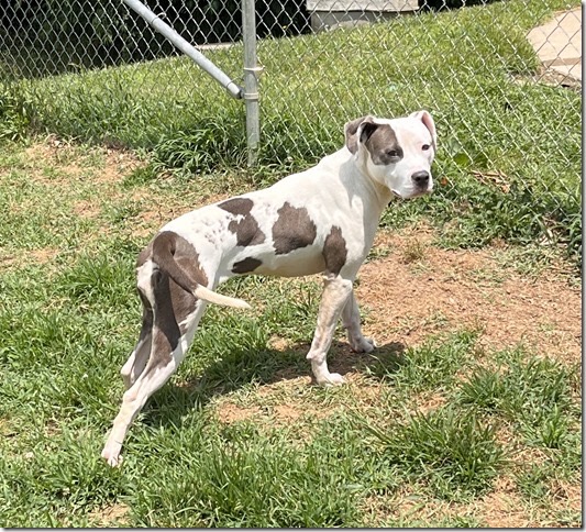Trixie, Adopted, Young Female Pit Bull Terrier.