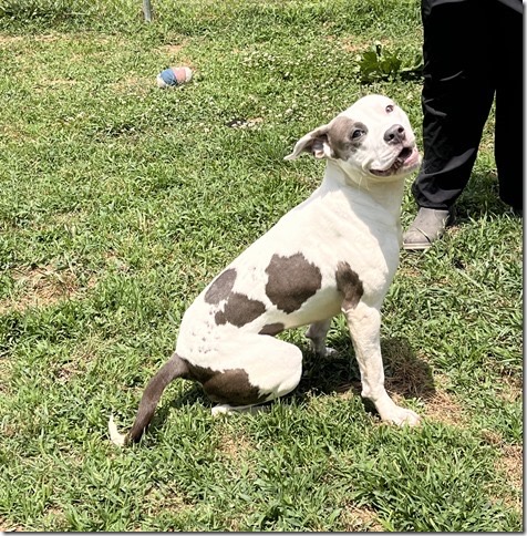 Trixie, a Adopted Pit Bull Terrier in Blackstone, VA image 2/5