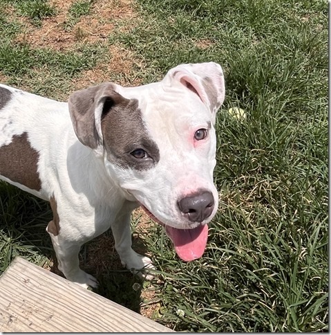 Trixie, a Adopted Pit Bull Terrier in Blackstone, VA image 3/5