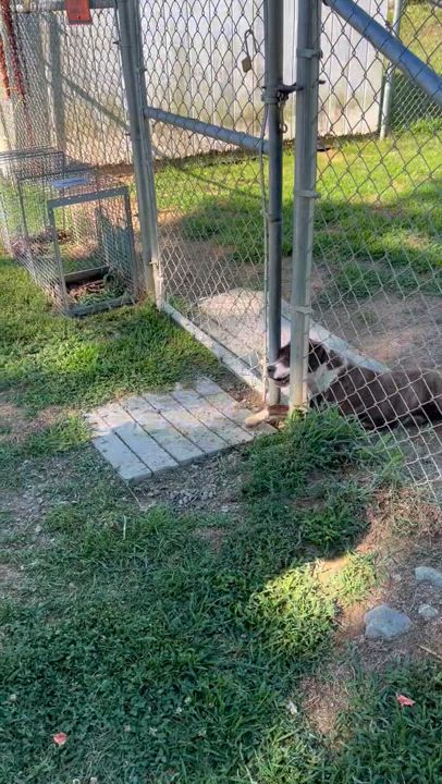 Enlarge Trixie, a Adopted Pit Bull Terrier in Blackstone, VA video 4/5