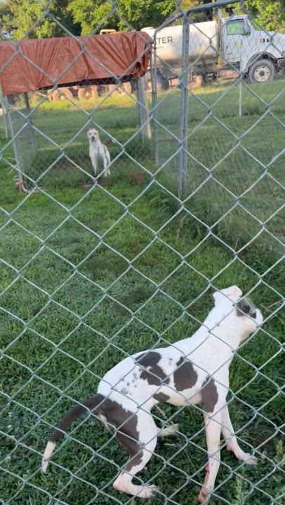 Enlarge Trixie, a Adopted Pit Bull Terrier in Blackstone, VA video 5/5
