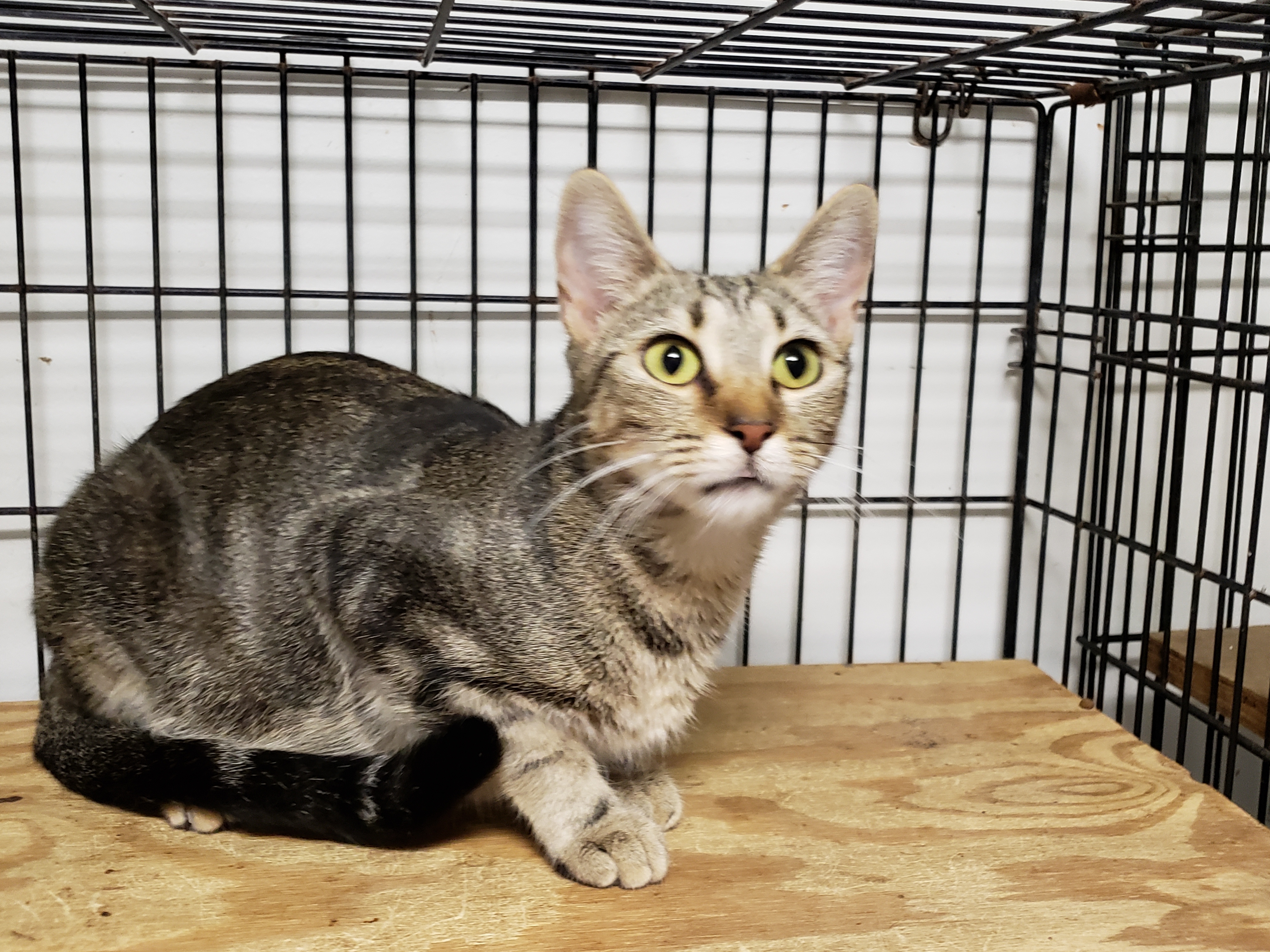 Rhianna, a Adoptable mixed breed in Stuart, VA image 1/4