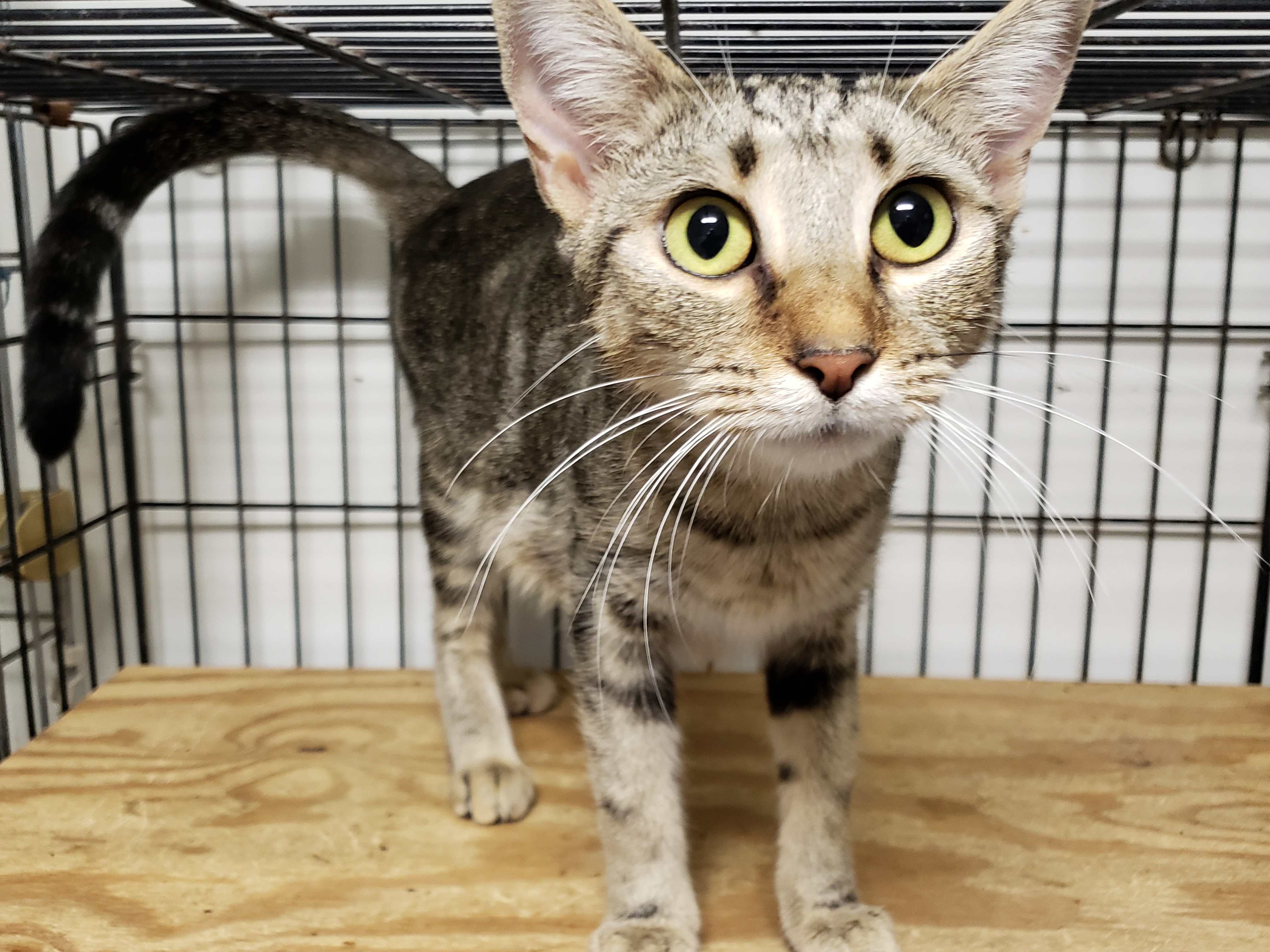 Rhianna, a Adoptable mixed breed in Stuart, VA image 2/4