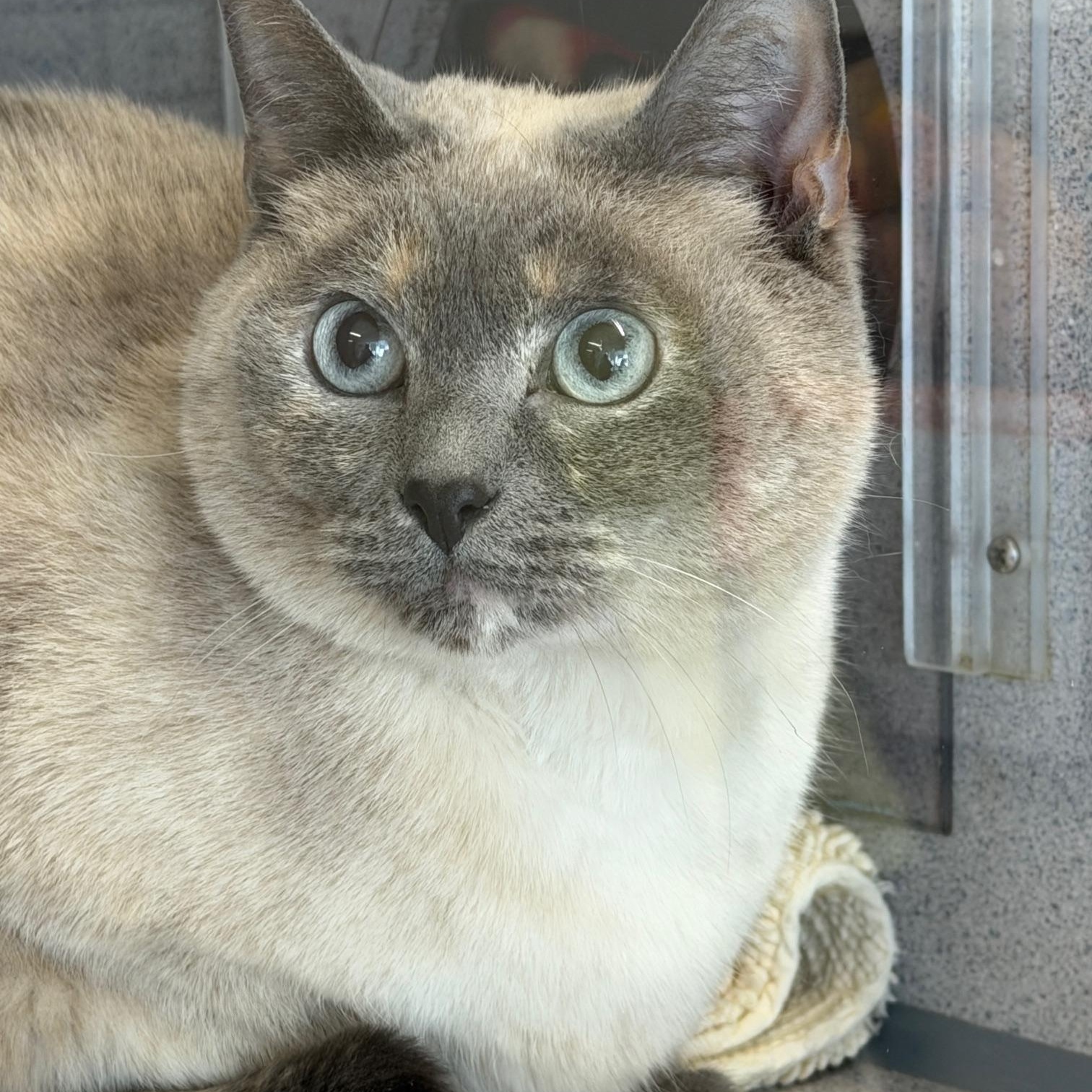 Kiddo, an adopted Siamese in Gardnerville, NV image 1/2