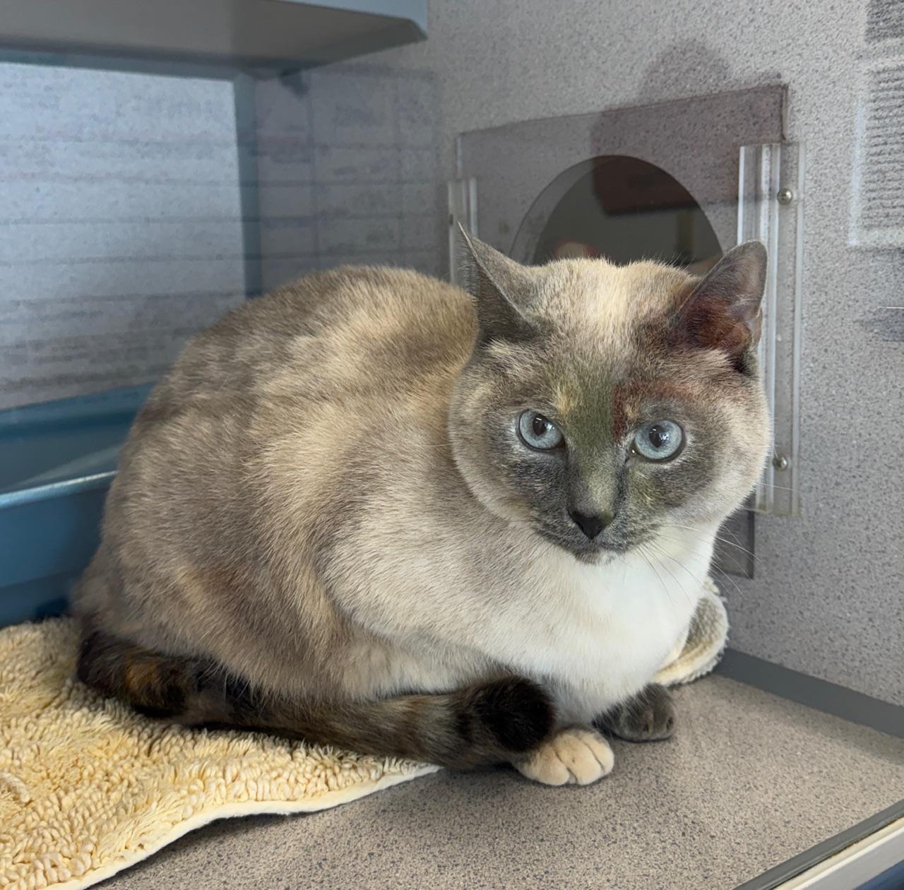 Kiddo, an adopted Siamese in Gardnerville, NV image 2/2