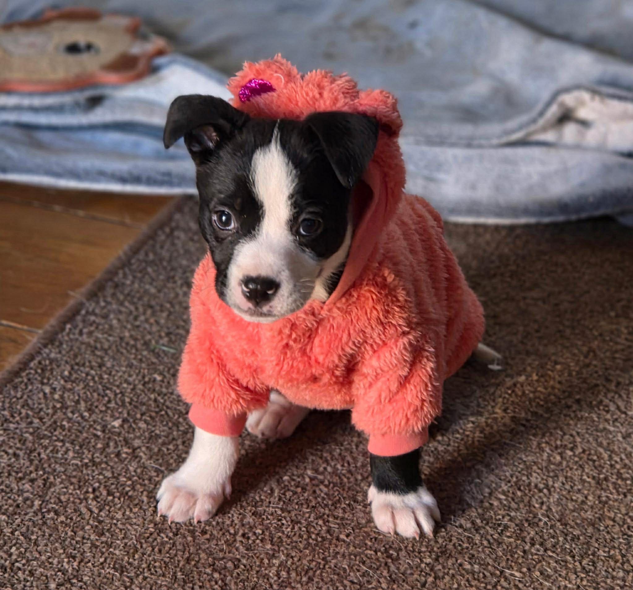 Enlarge Mia, a ADOPTABLE Mixed Breed in Kenosha, WI image 4/6