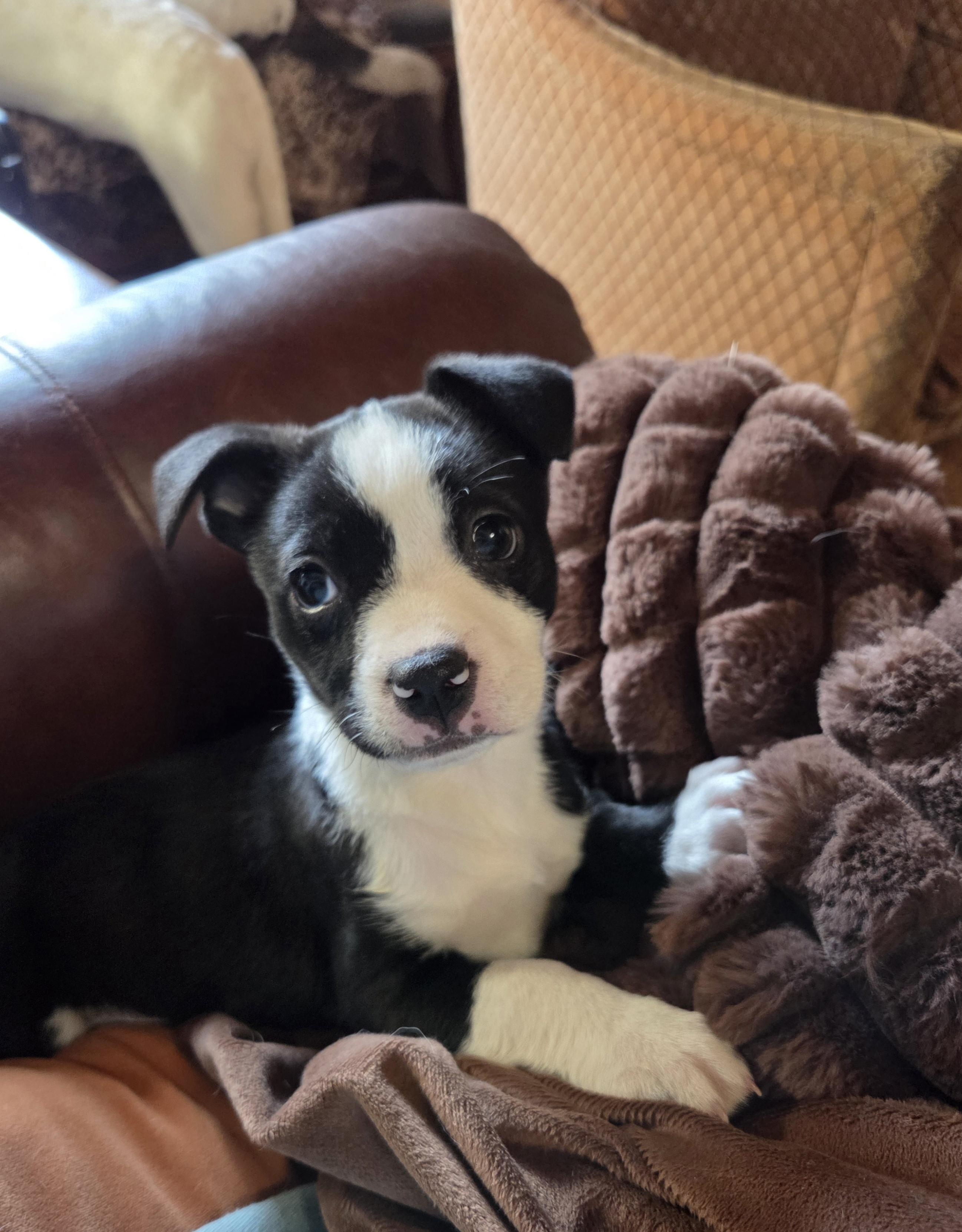 Enlarge Mia, a ADOPTABLE Mixed Breed in Kenosha, WI image 6/6