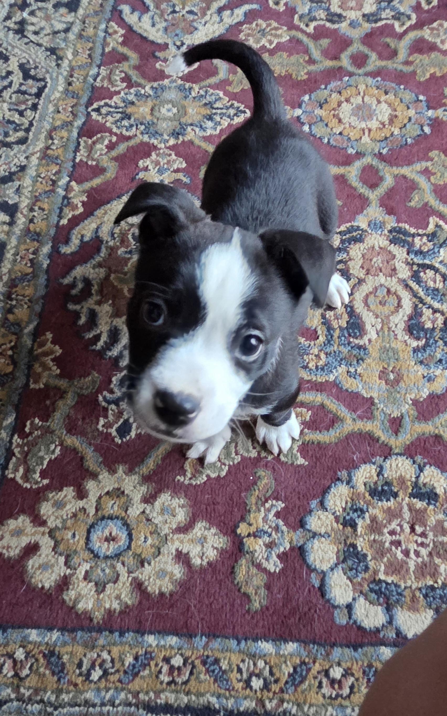 Enlarge Mia, a ADOPTABLE Mixed Breed in Kenosha, WI image 3/6