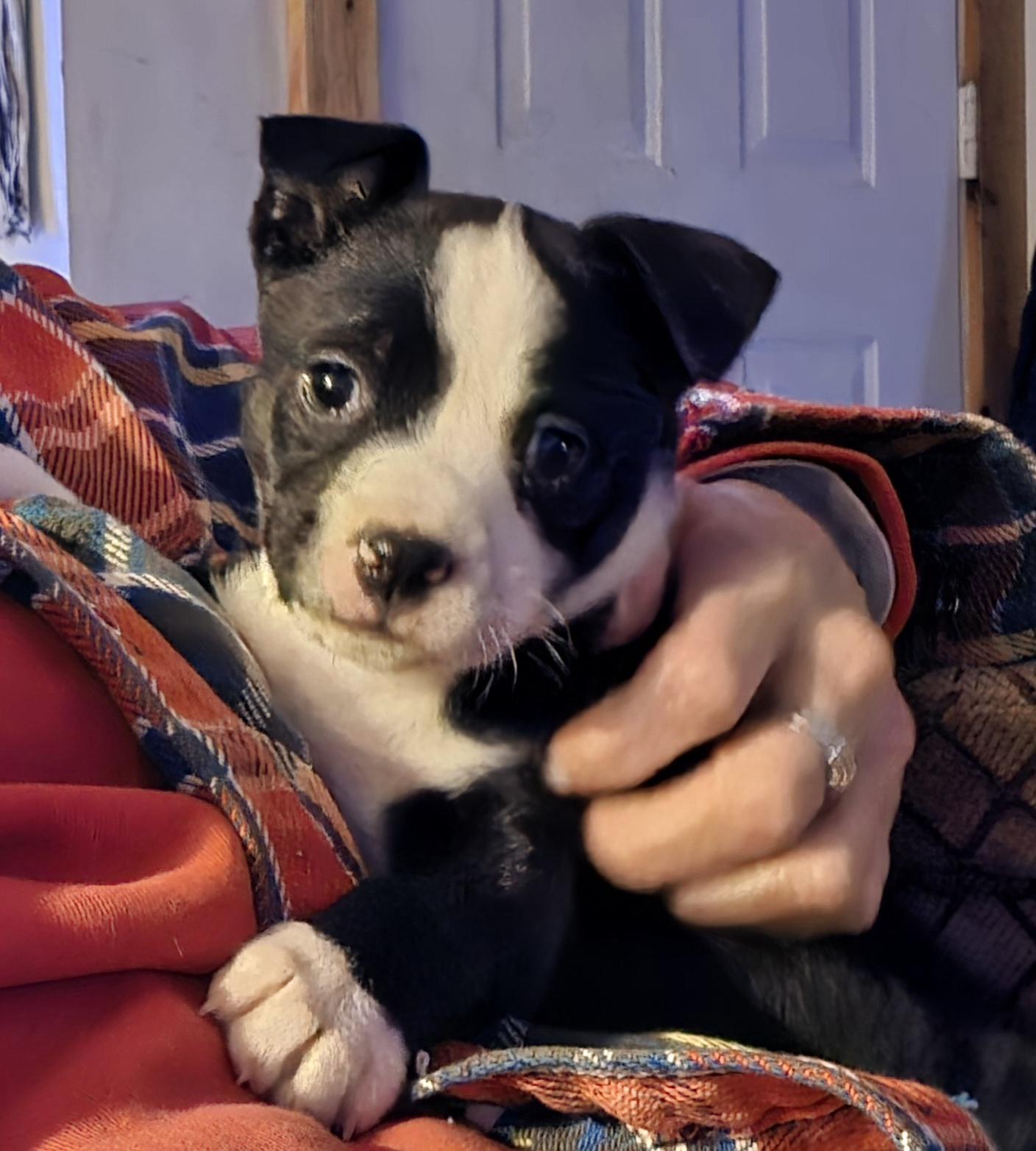 Enlarge Mia, a ADOPTABLE Mixed Breed in Kenosha, WI image 5/6