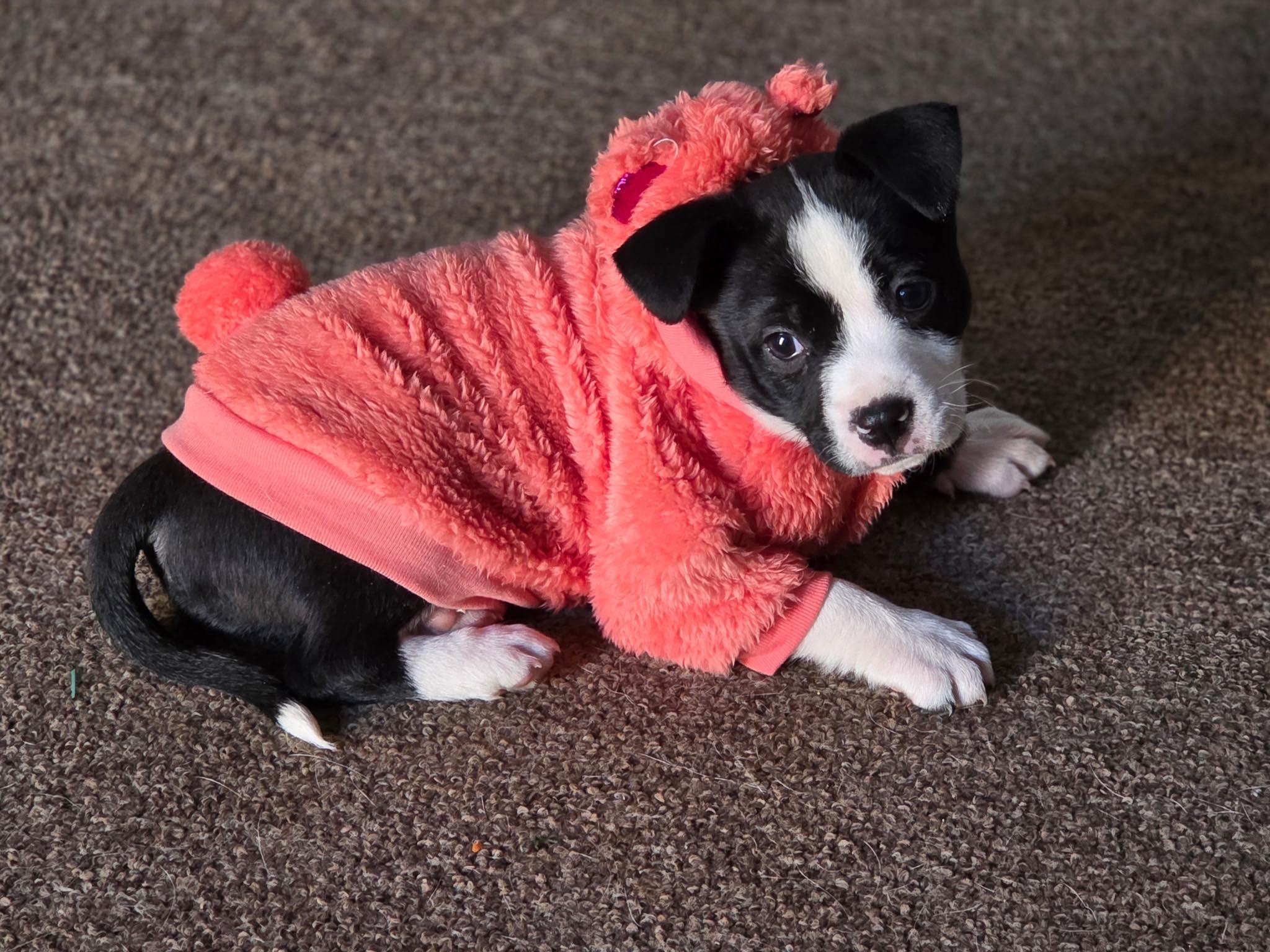 Mia, ADOPTABLE, Puppy Female Mixed Breed.