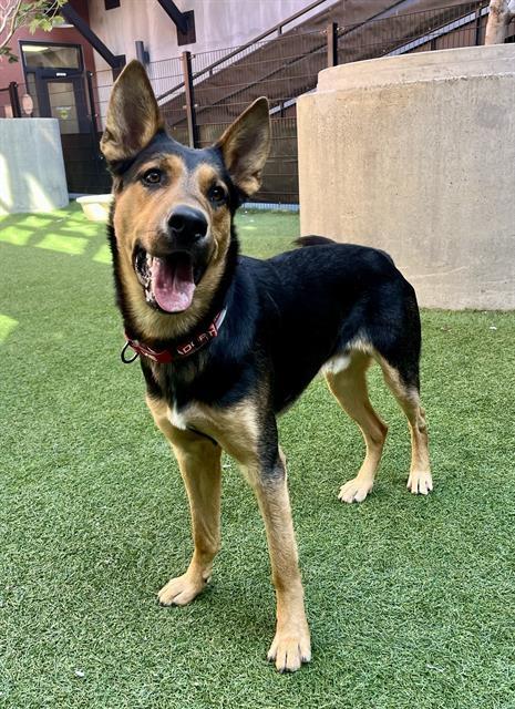 Romeo, Adoptable, Young Male German Shepherd Dog.