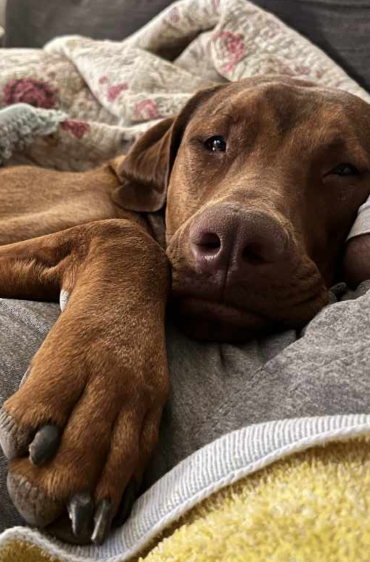 WILBUR, an adoptable Mixed Breed in Oroville , CA, 95966 | Photo Image 1