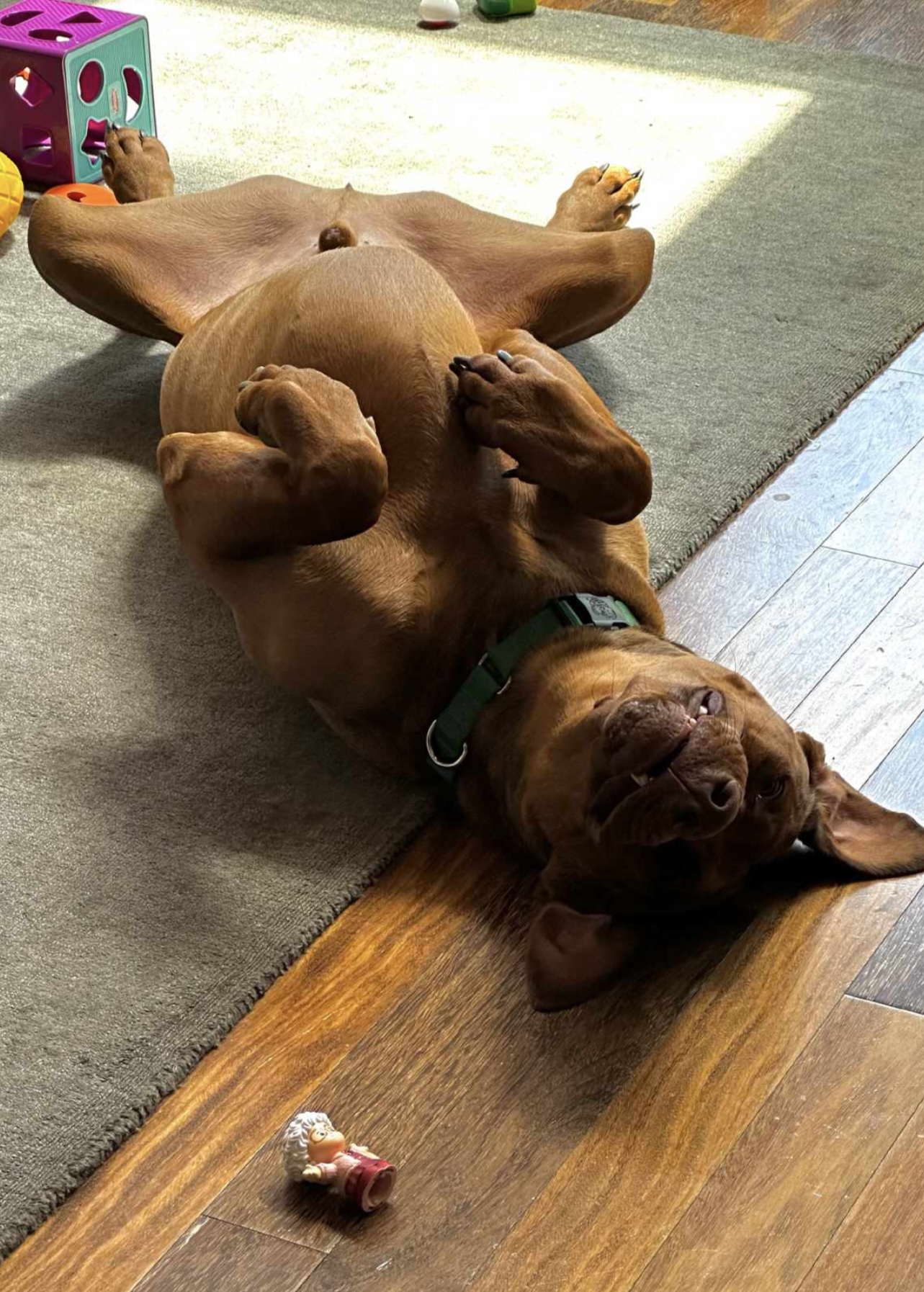 WILBUR, an adoptable Mixed Breed in Oroville , CA, 95966 | Photo Image 5