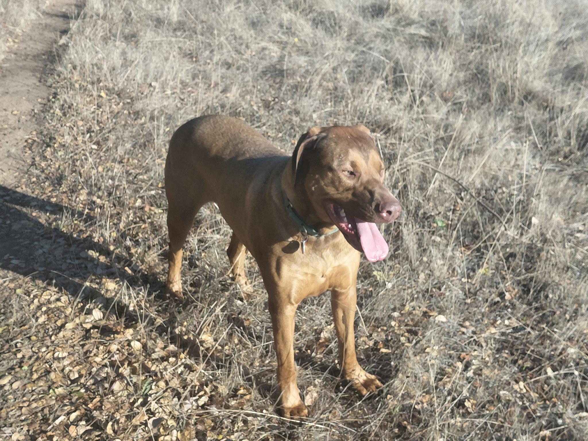 WILBUR, an adoptable Mixed Breed in Oroville , CA, 95966 | Photo Image 3