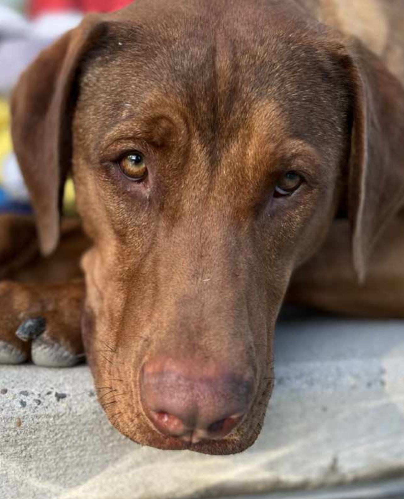 WILBUR, an adoptable Mixed Breed in Oroville , CA, 95966 | Photo Image 4