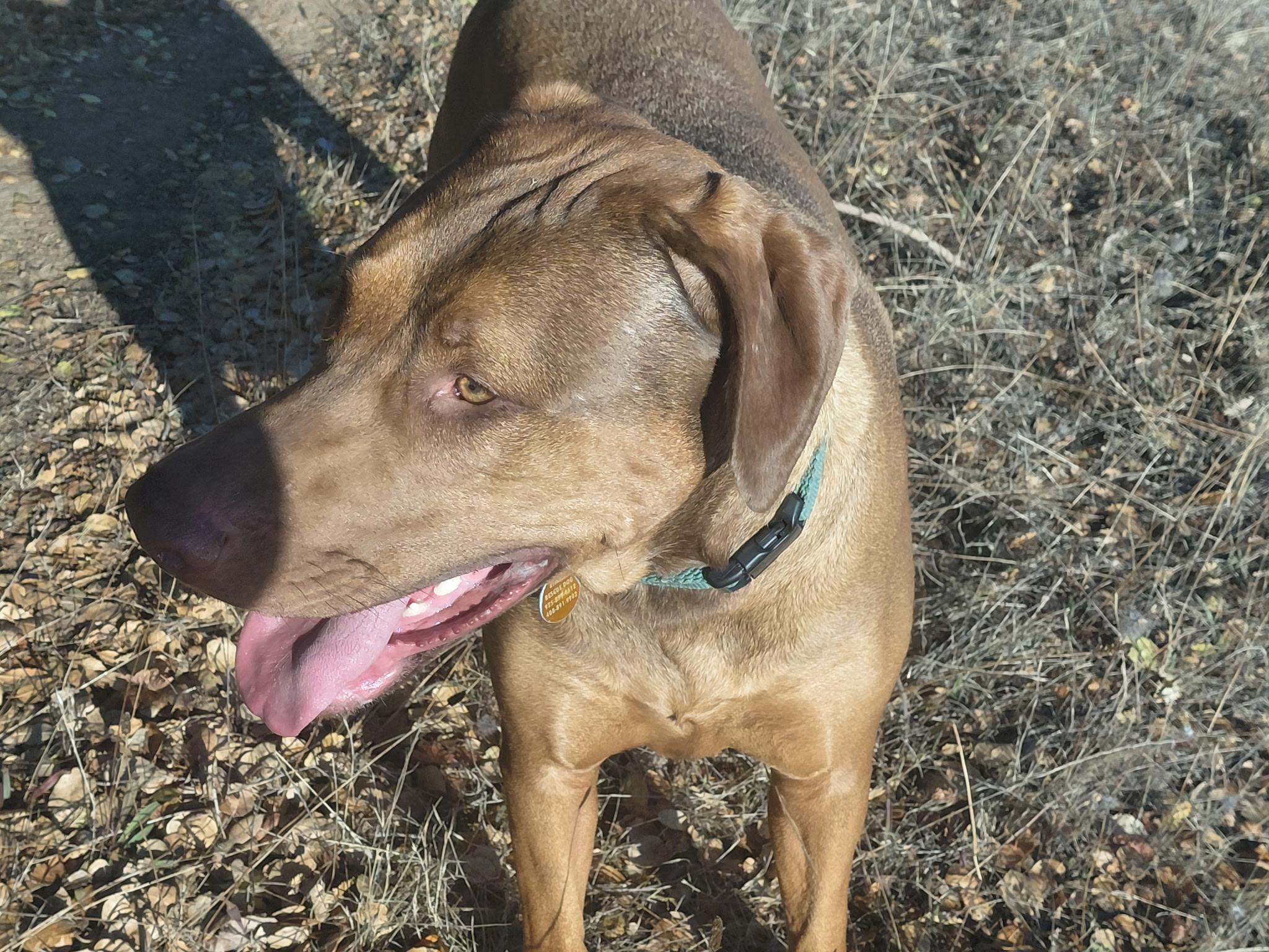 WILBUR, an adoptable Mixed Breed in Oroville , CA, 95966 | Photo Image 2