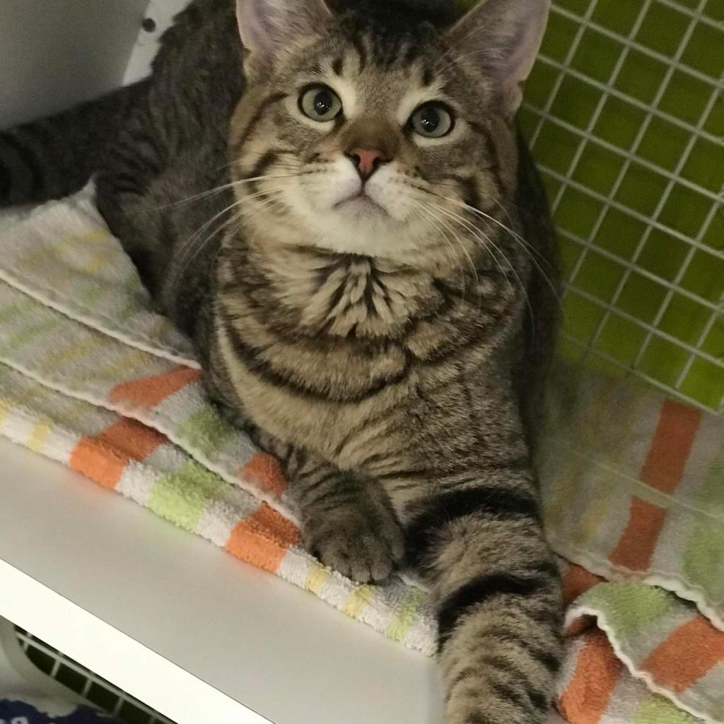 Dixon — thumbnail 2