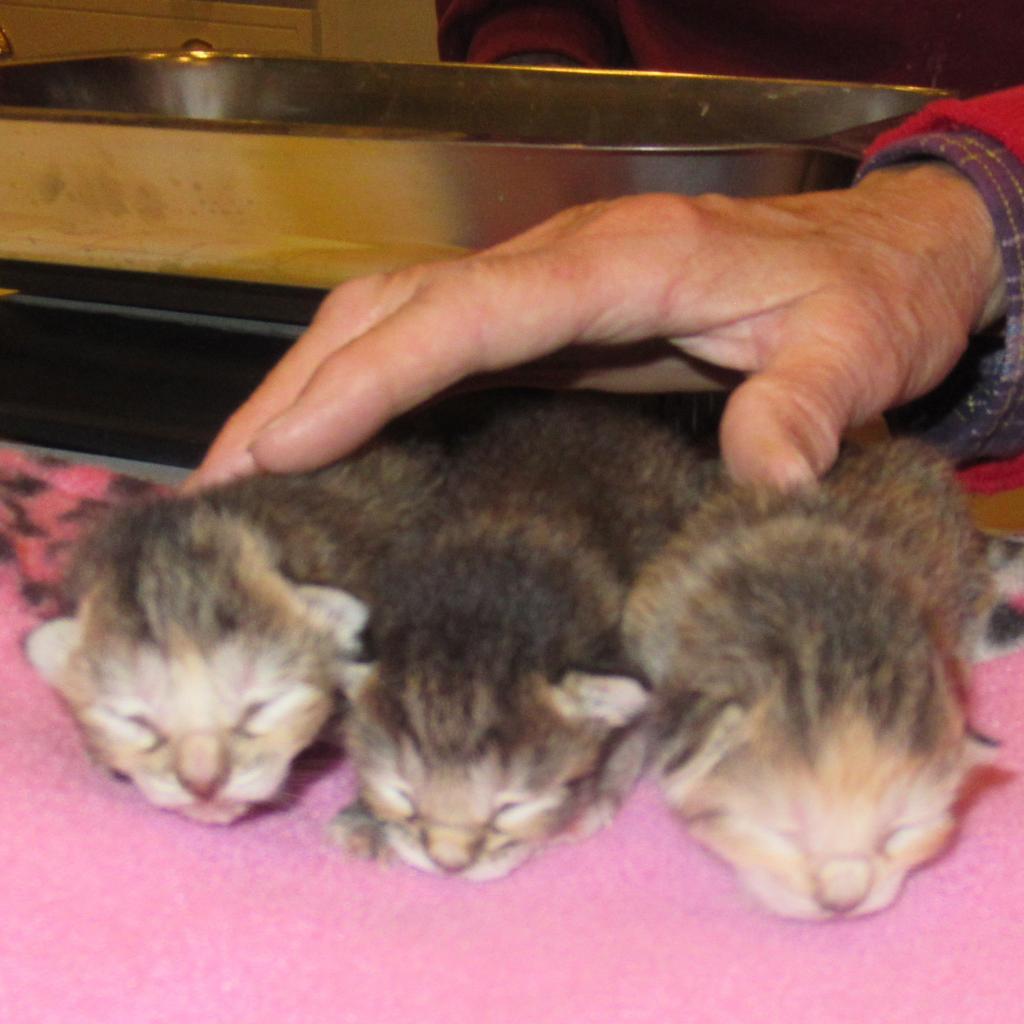 Dixon — thumbnail 3