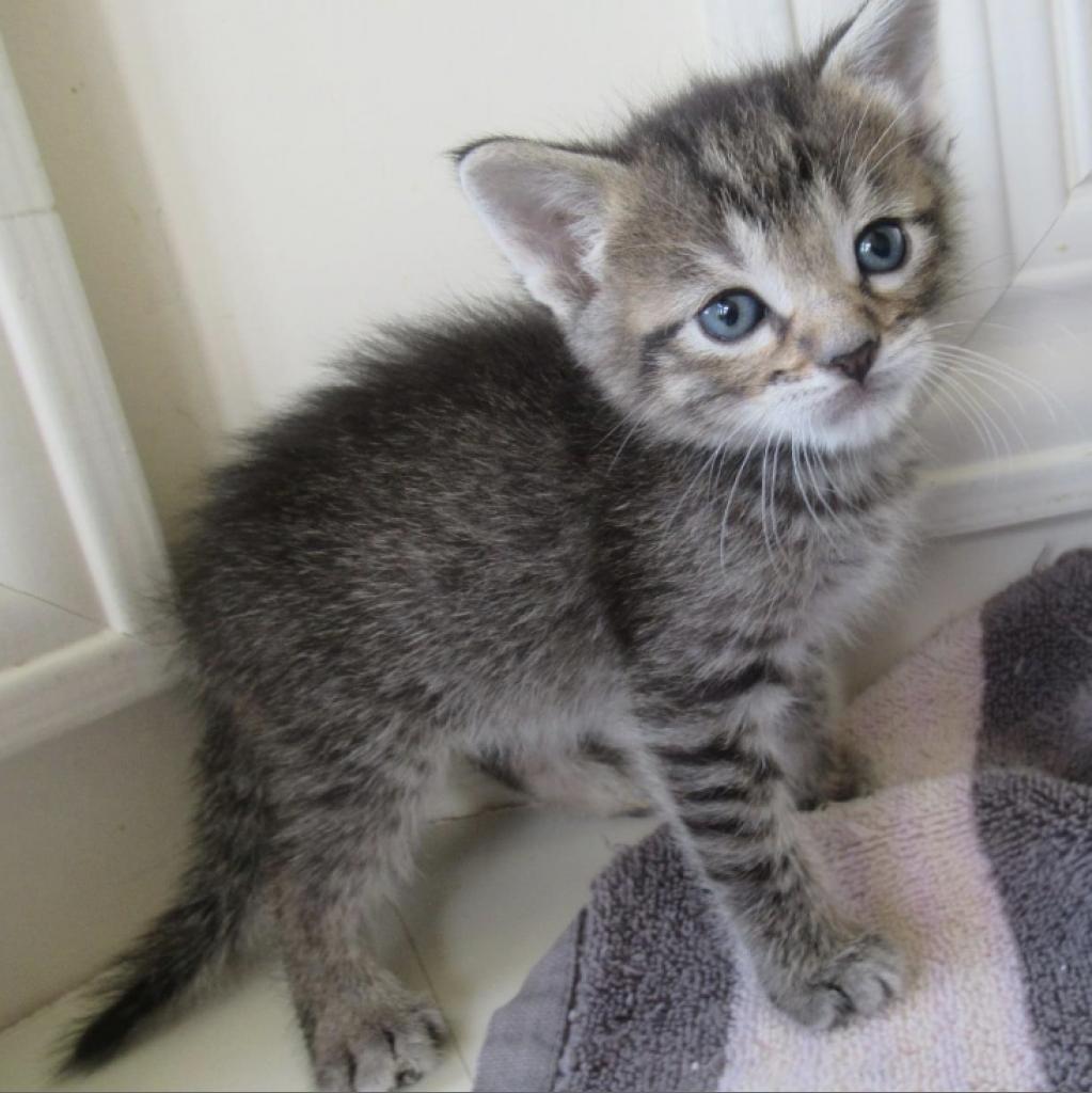 Dixon — thumbnail 5