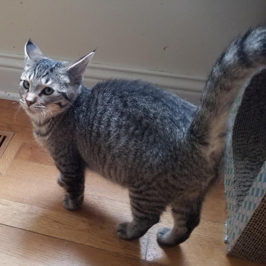 Dixon — thumbnail 6