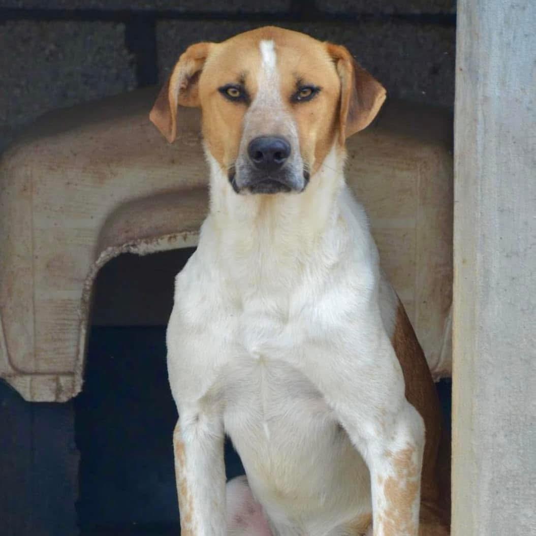 Chi, Adoptable, Adult Male Mixed Breed.