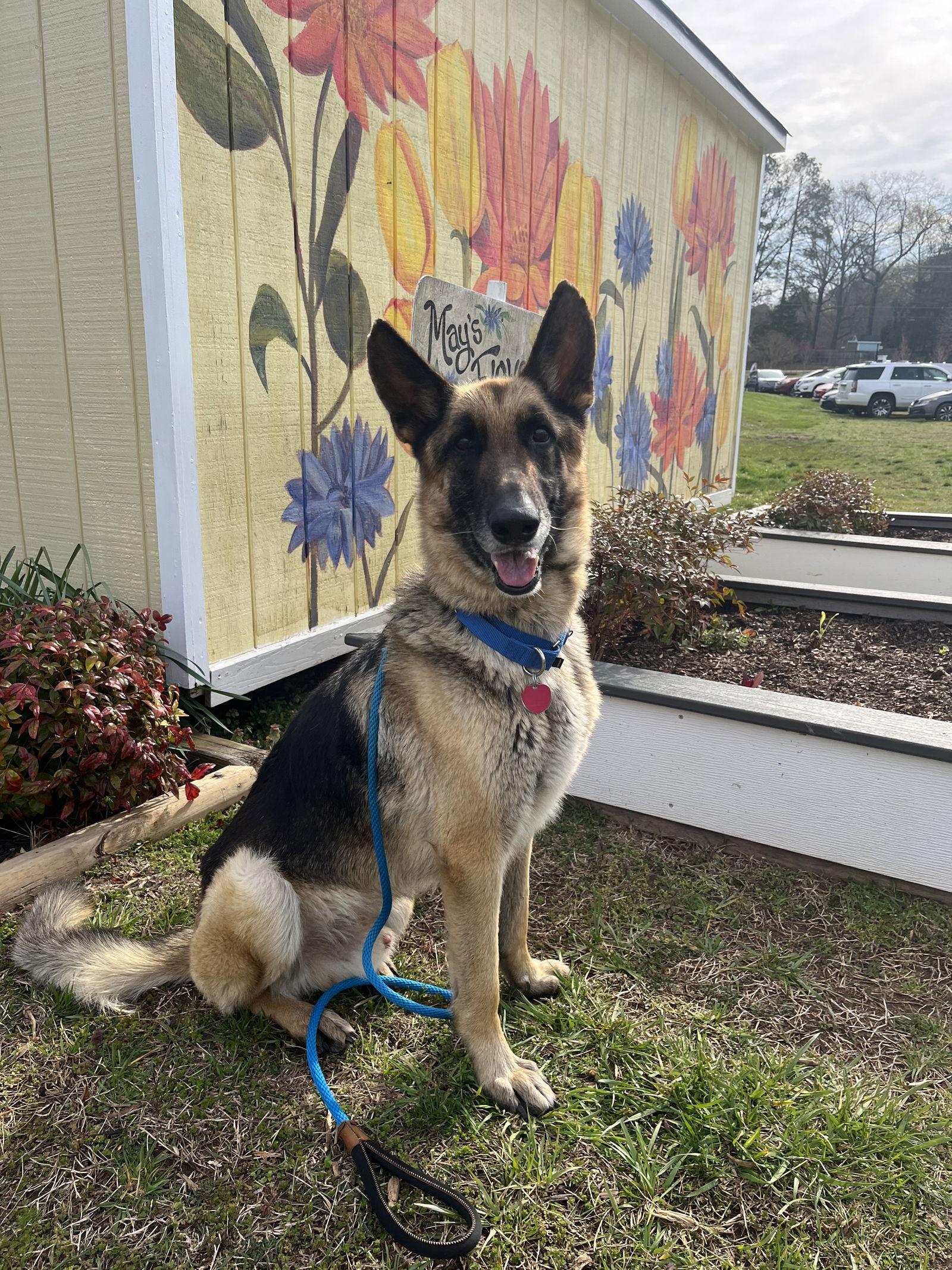 Bane 6755, Adoptable, Adult Male German Shepherd Dog.