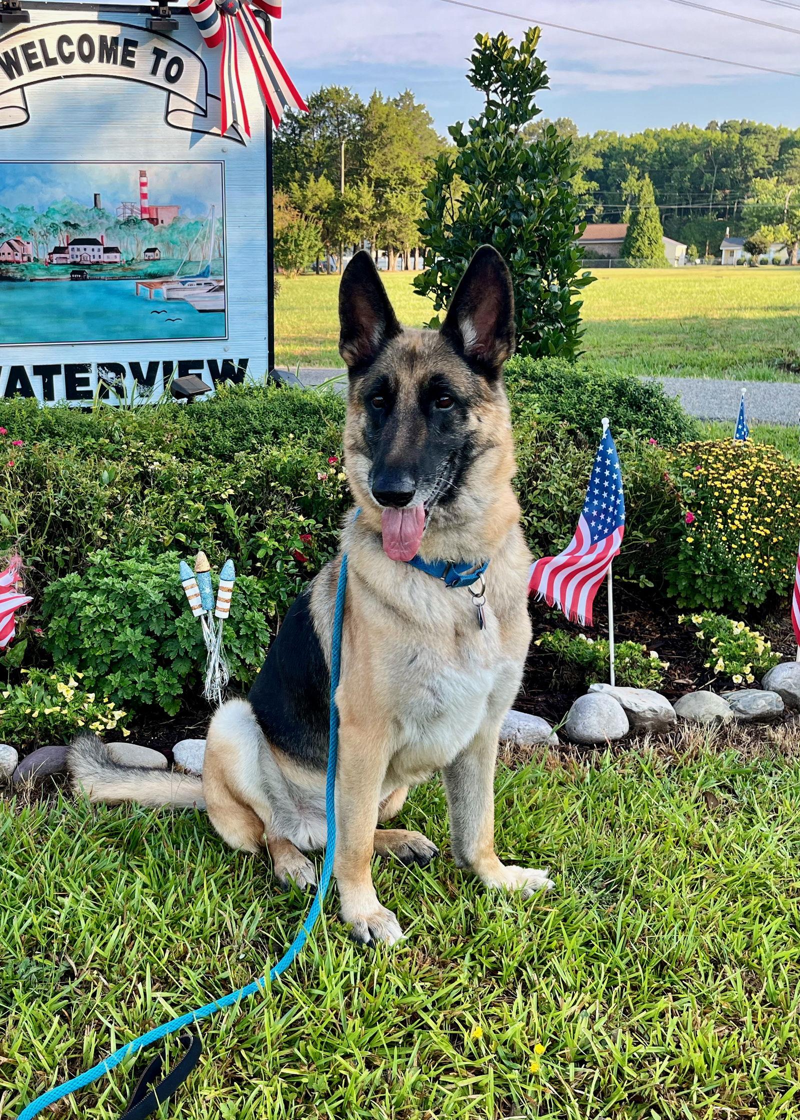 Enlarge Bane 6755, a Adoptable German Shepherd Dog in Centreville, VA image 2/3