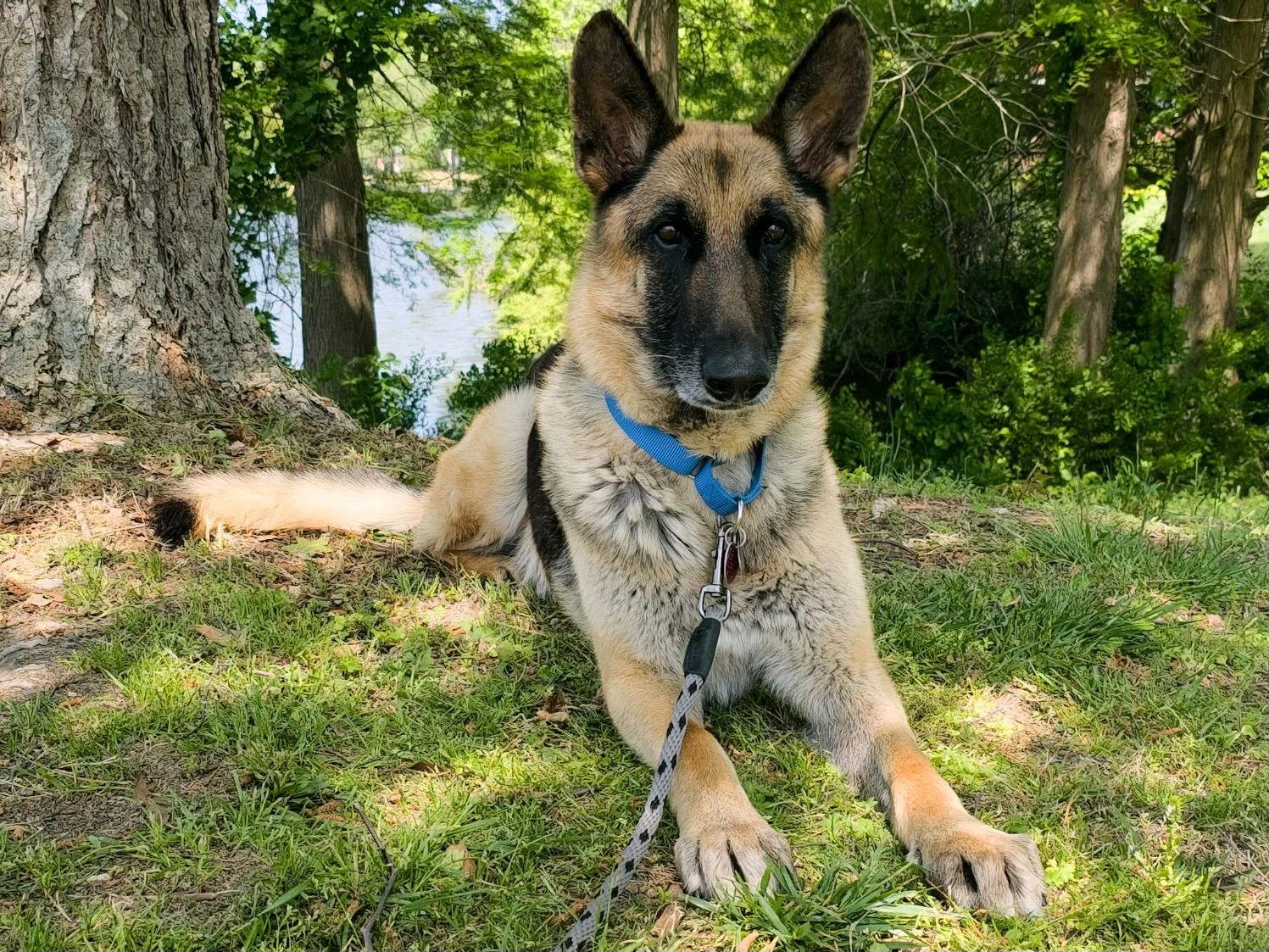 Enlarge Bane 6755, a Adoptable German Shepherd Dog in Centreville, VA image 3/3