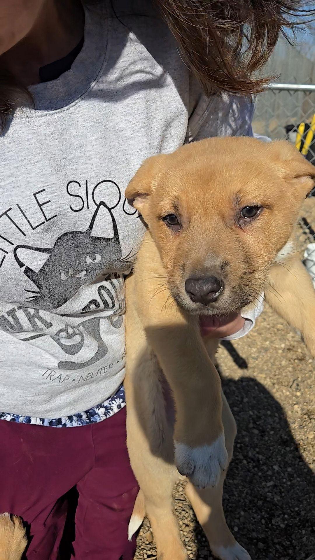 Hopper, Adopted, Puppy Male Shepherd.