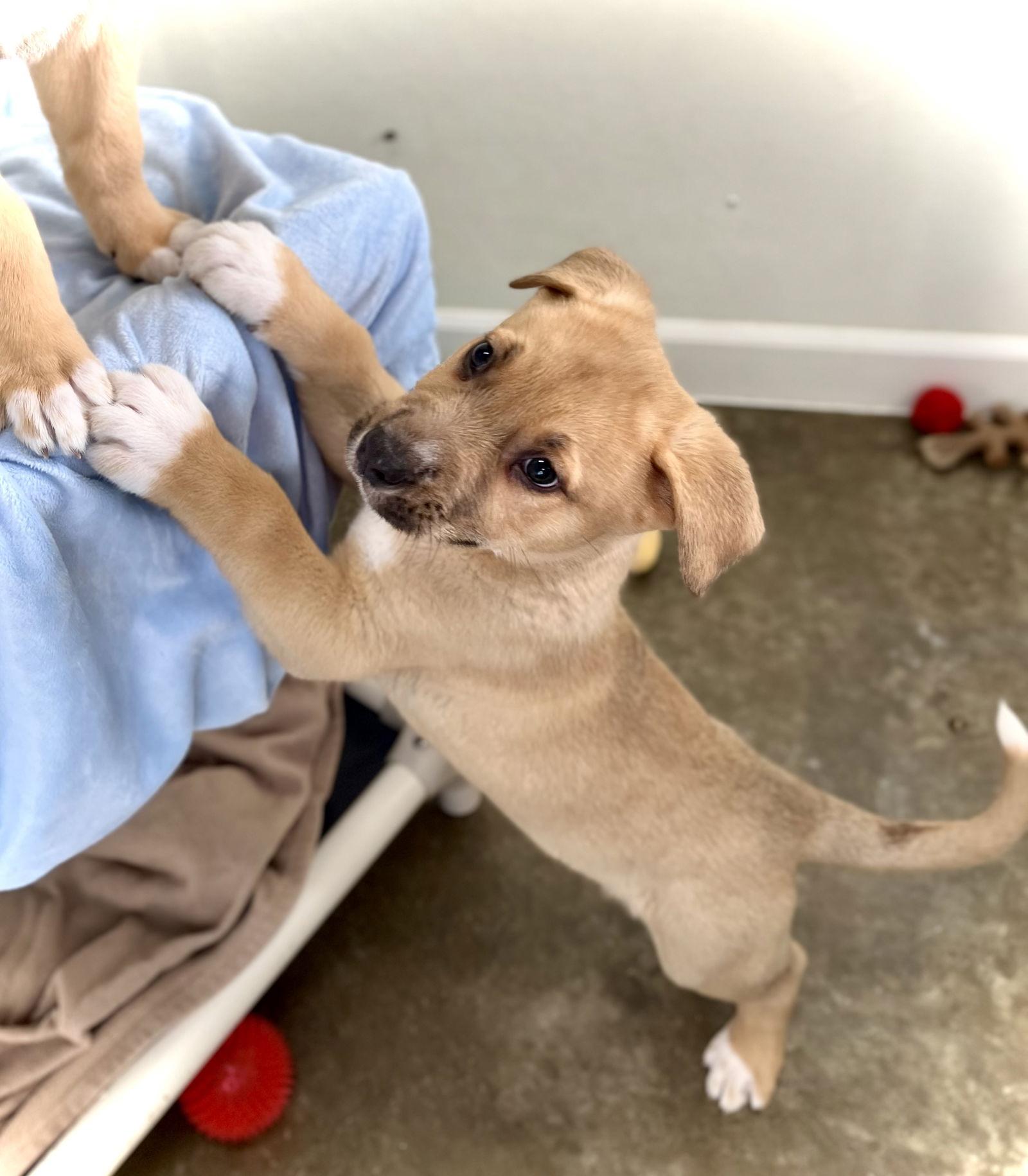 Enlarge Hopper, a Adopted Shepherd in Estherville, IA image 2/3